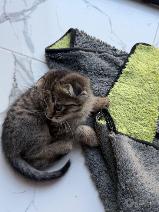Котята скотиш фолда и скотиш страйта