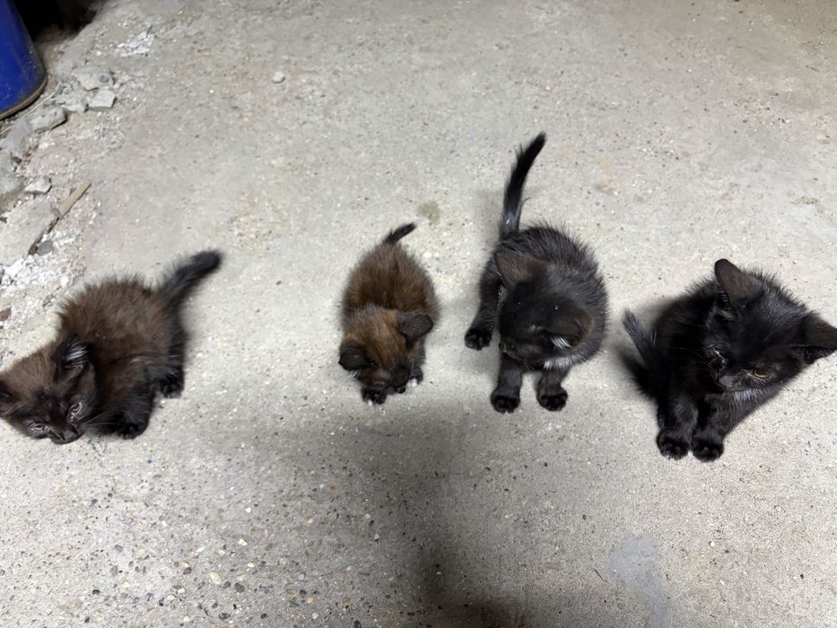 Отдам 4 котят, даром