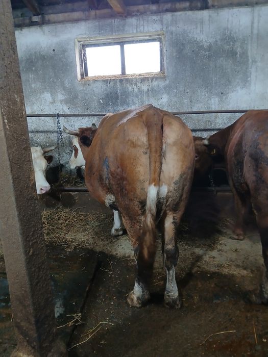 Vând 2 vaci baltata