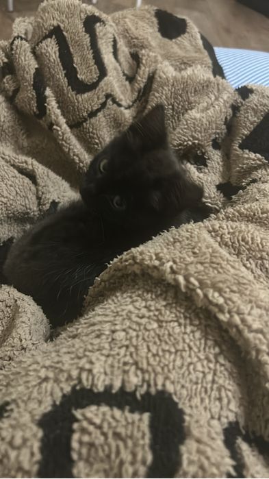 Отдам котенка в добпые руки