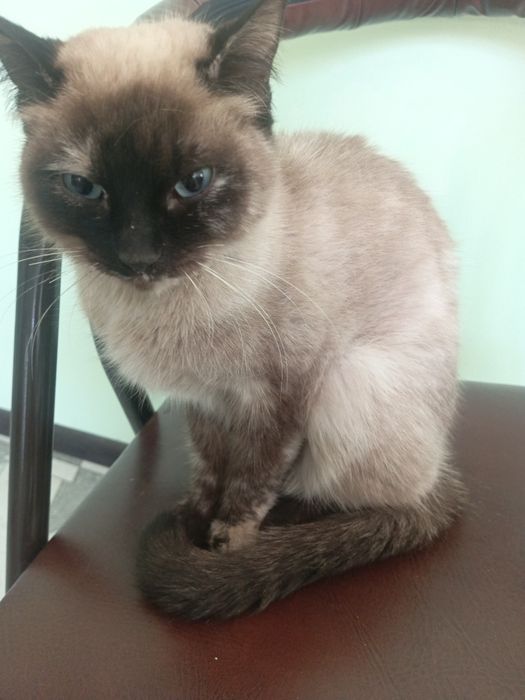 Parodali mushuk srochni sotiladi