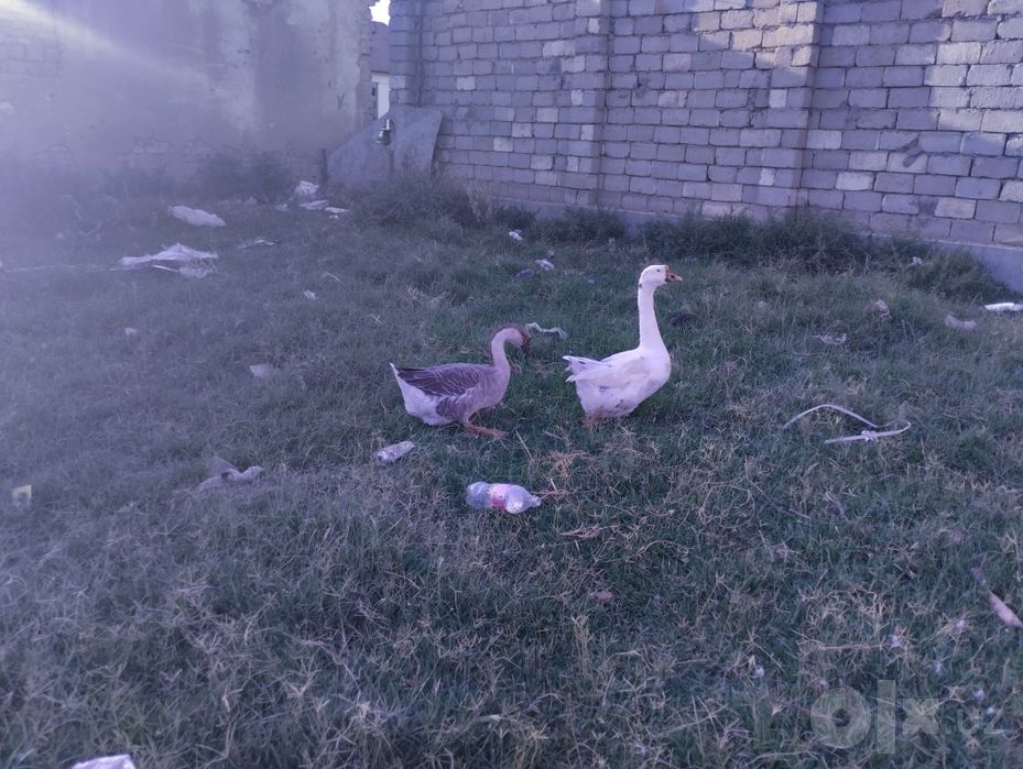 GʻOZ SOĞLOM. LINK GA YOZINGLAR 3 kunda javob bor. 15 kun garand bor.