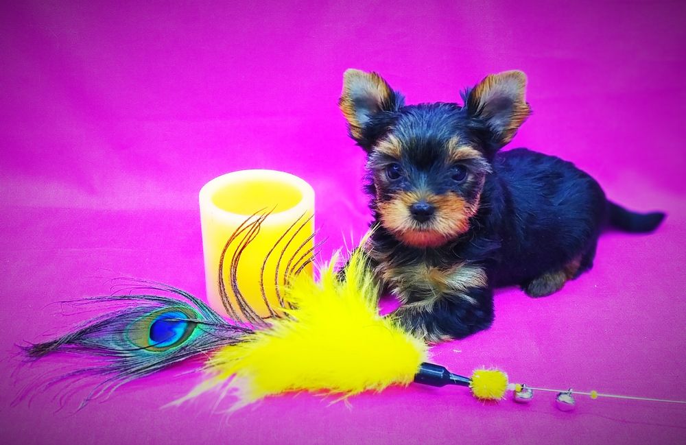 Щенки йоркширский терьер