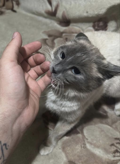 Отдам в любящую семью