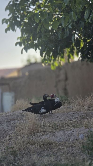Zor narxlarda indautka sotiladiiii