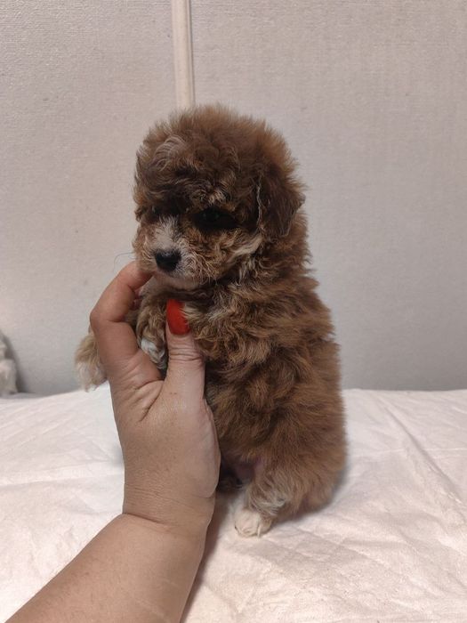 Девочка, мальтипу F1, мини