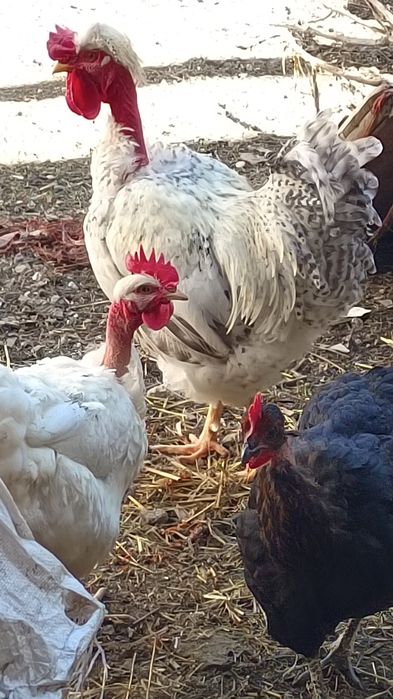 Хохлатый Голошейка