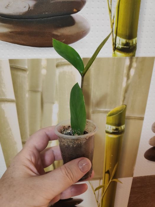 Продам отросток каланхоэ