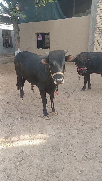 Jaydari Buqala sotiladi