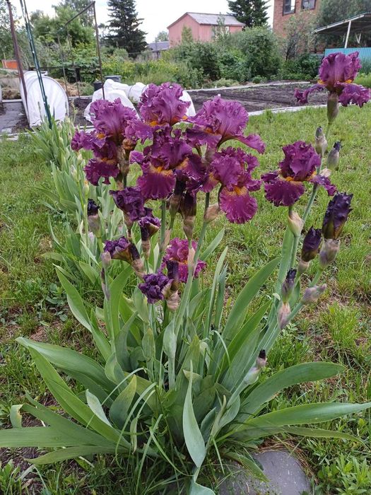 Дача 6 соток, с/т Дружба-1