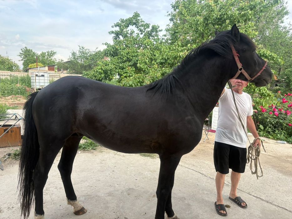 Продам Айгыра срочно