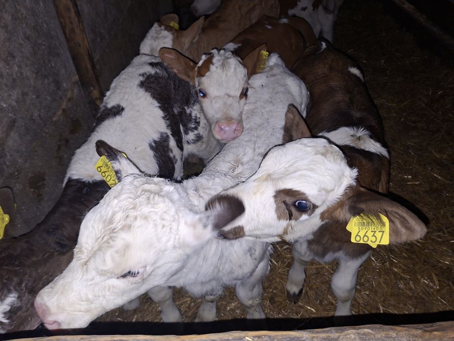 Vand viței și vitele