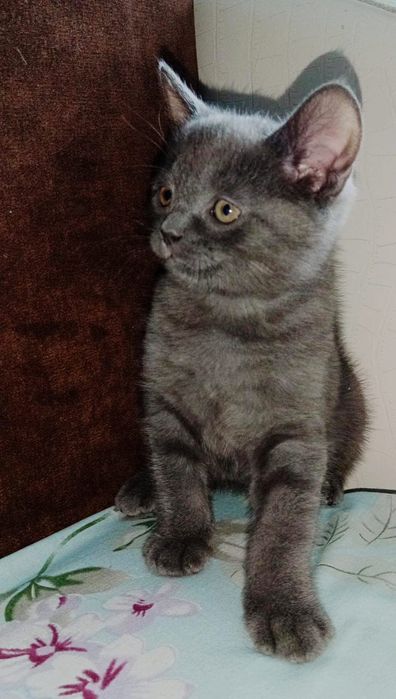 Шотландский скоттиш страйт