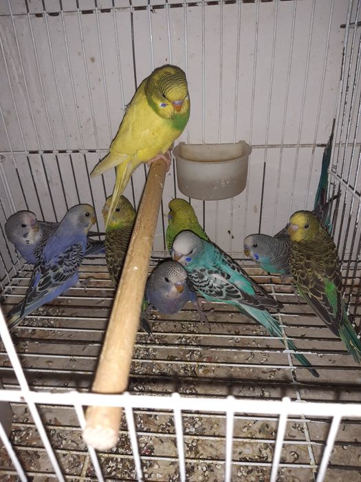 Valnisti papugay maladoy