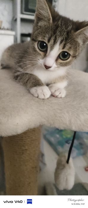 Девочка котенок возраст 2мес