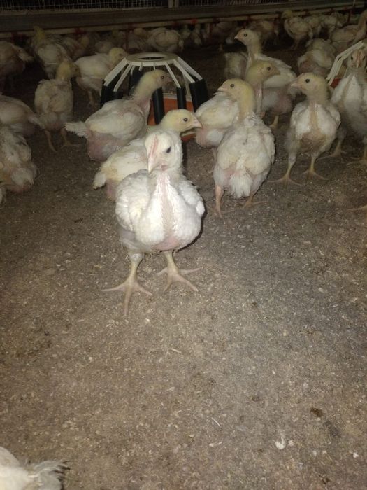 Цыплята подрошенные Кобб 500