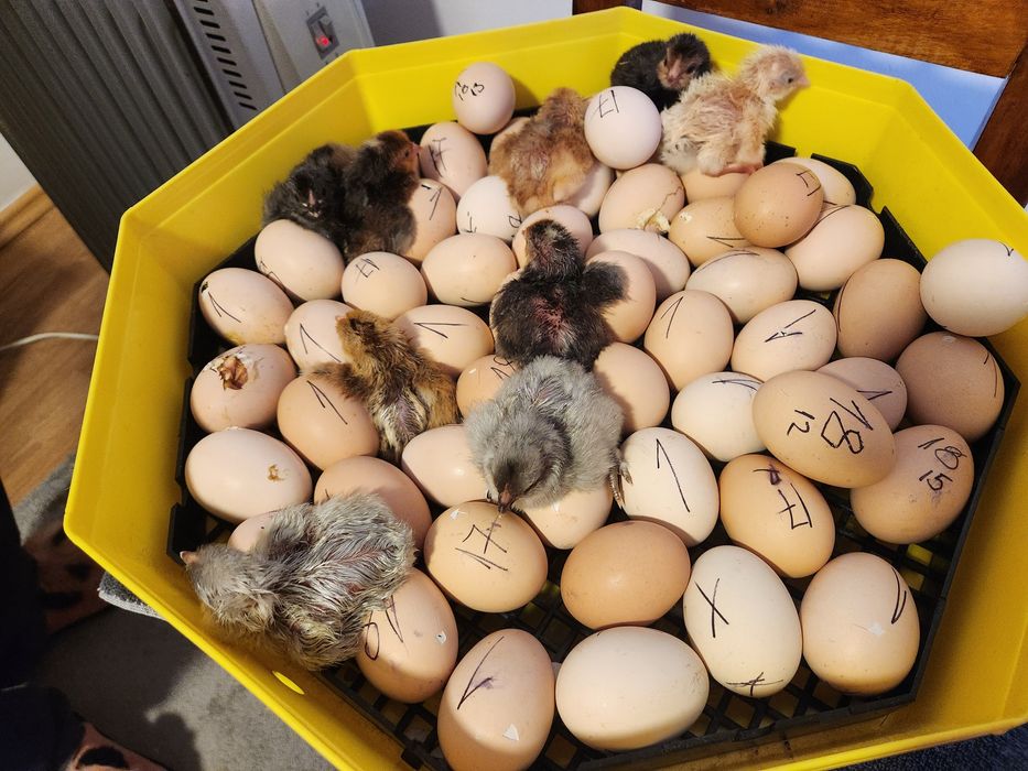 Pui Australorp dar si alte rase selectate vârste diferite