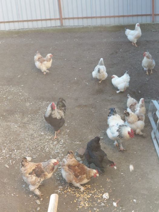 Cocoși și găini brahman