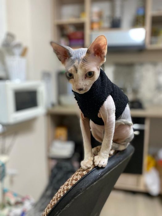 Котята свинкс  50000тг