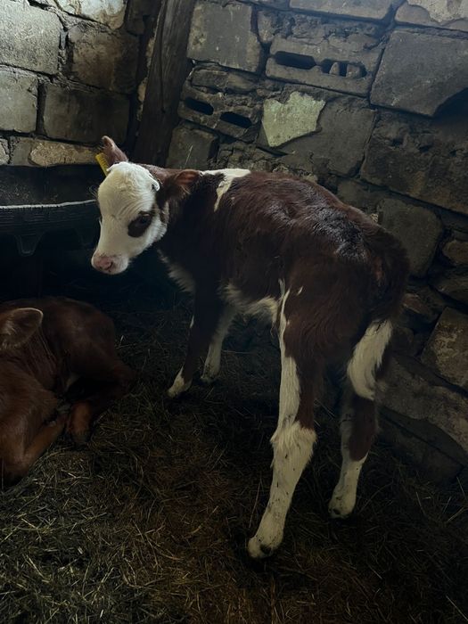 Продам телят 2месяца и три недели