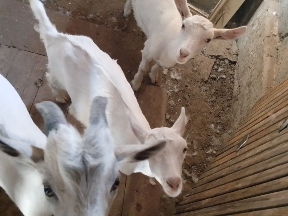 Козлята молочной породы