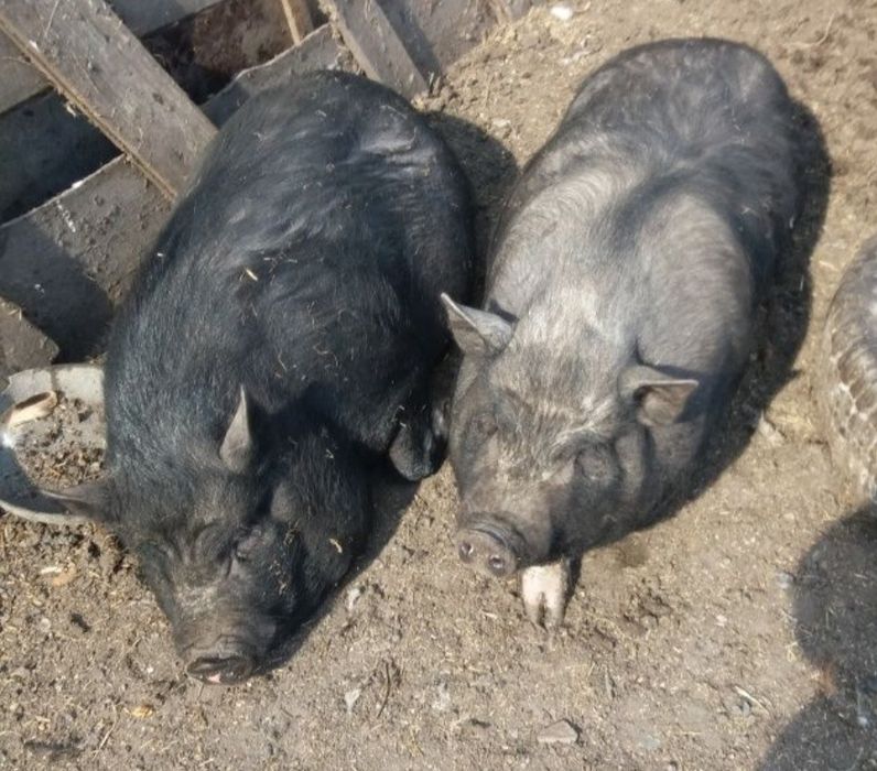 Кабаны вьетнамские срочно