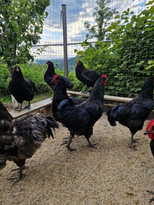 Cocos Australorp 6 luni