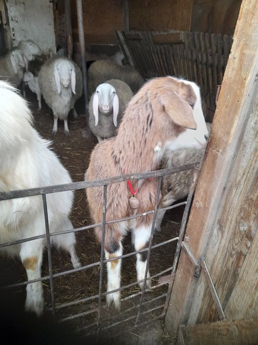 Продавам 10 месечни ярета