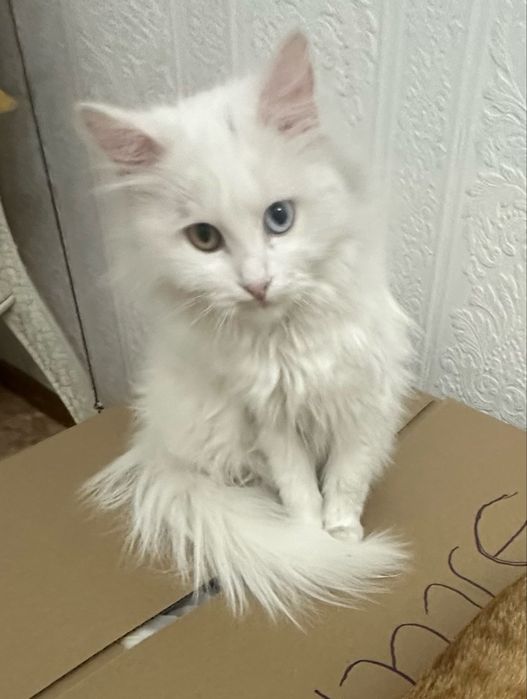 Турецая ангора с разноцветными глазами.