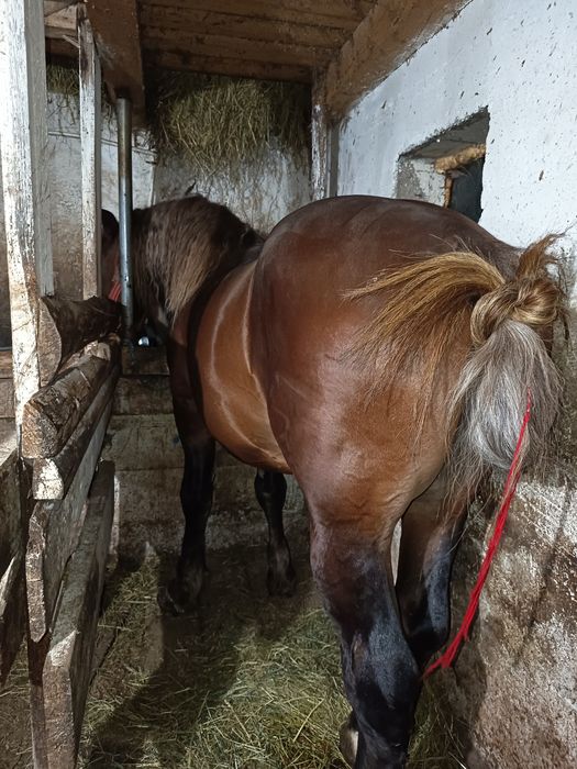 De vânzare relații la telefon