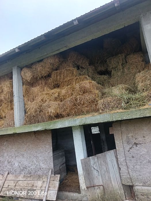 Vând baloți lucerna a doua și a treia coasă