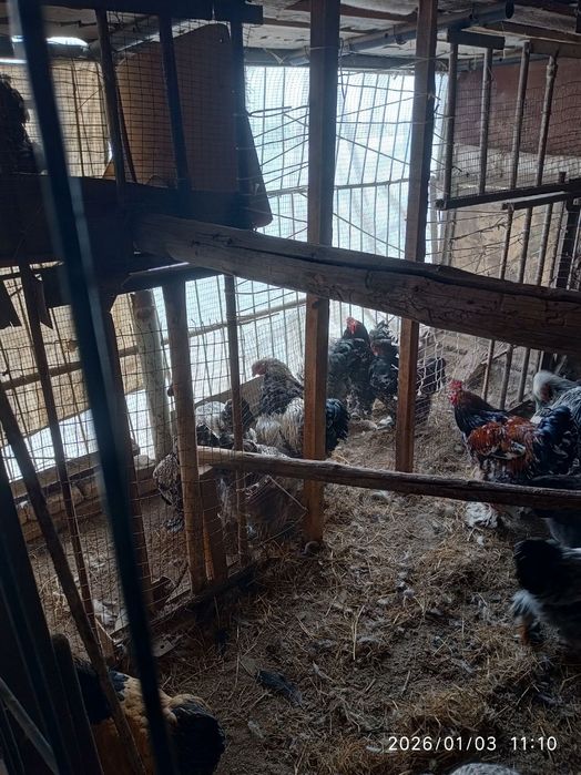 Брама хурозлар сотилади