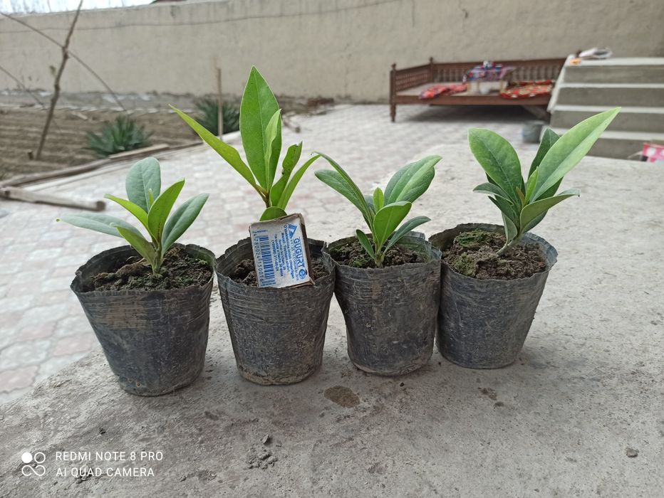 Магнолия графология кўчалари сотувга қўйдик 2 йиллик пишган кўчат буйи