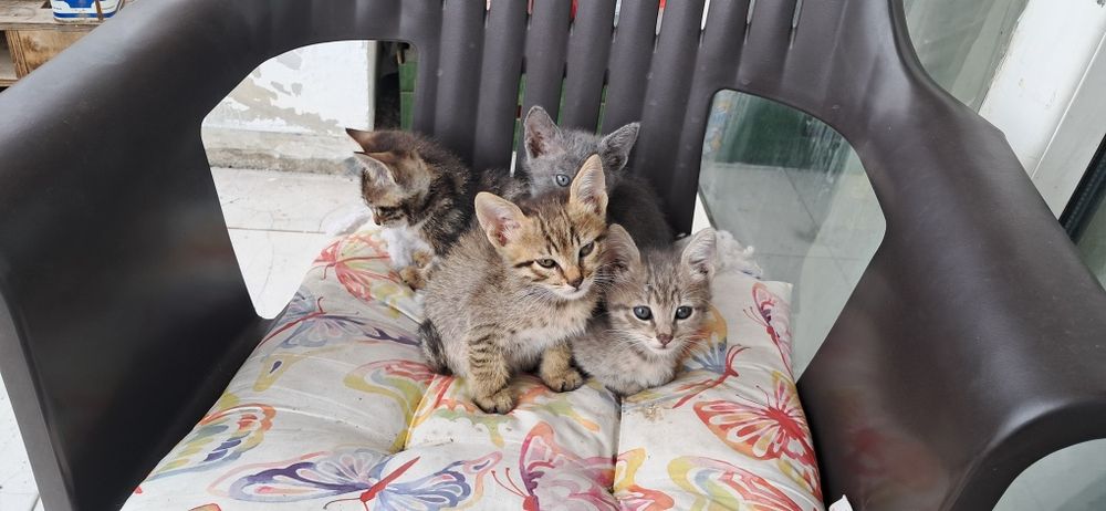 Малки котенца здрави и добри