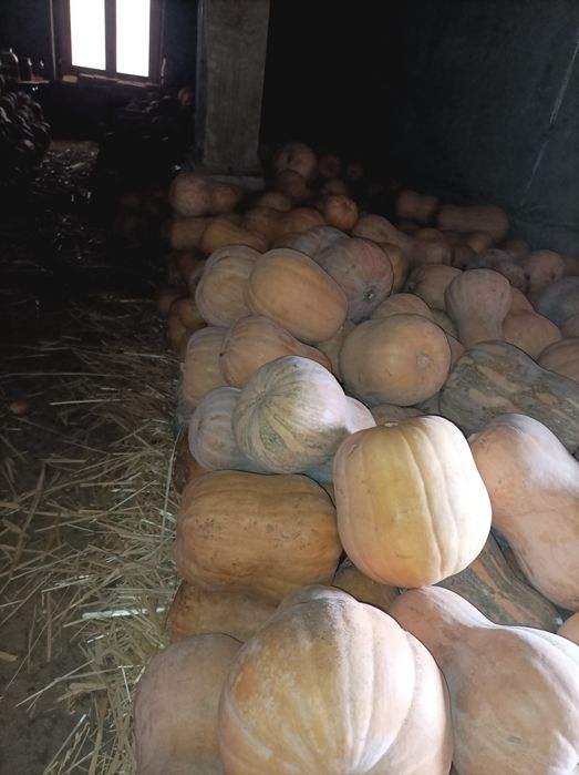 Yapon qovoq bor 20 tona +