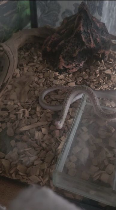 Продаеться змея каролевская брукса