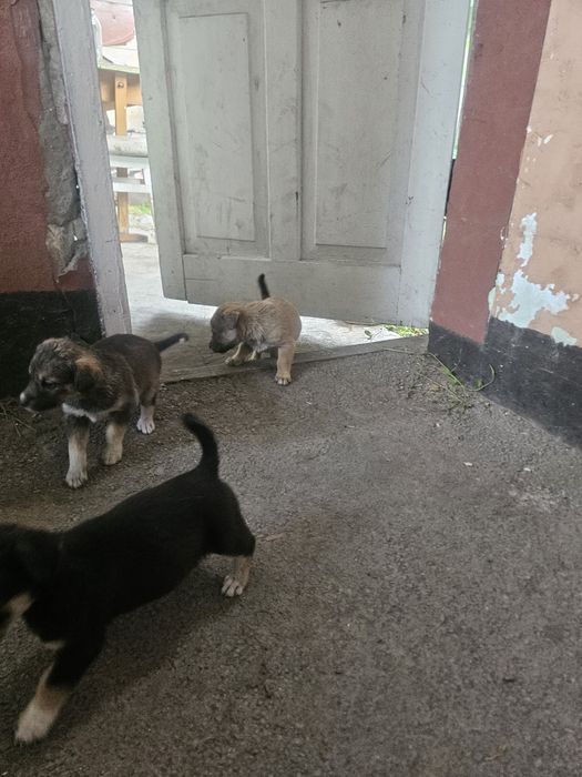 Отдам щенков 4 мальчика 1 девочка дворняшки