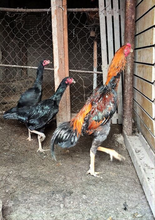 Дакан бойцовый шамо