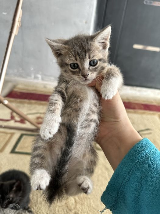 Отдам котят бесплатно