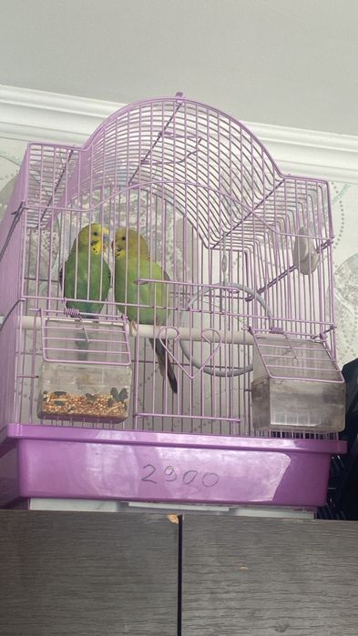 Продам попугайчиков