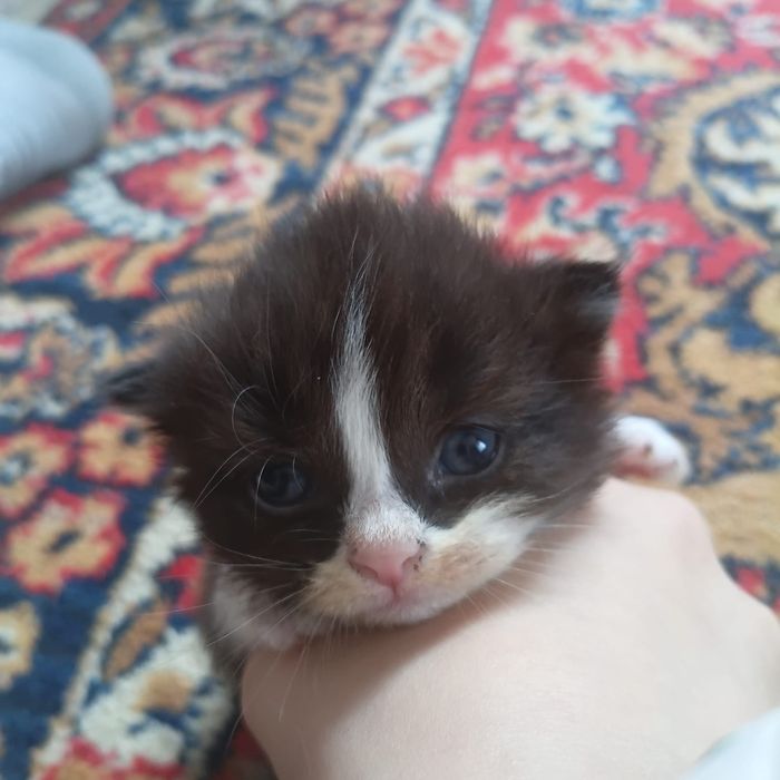 Пристраиваются котятки