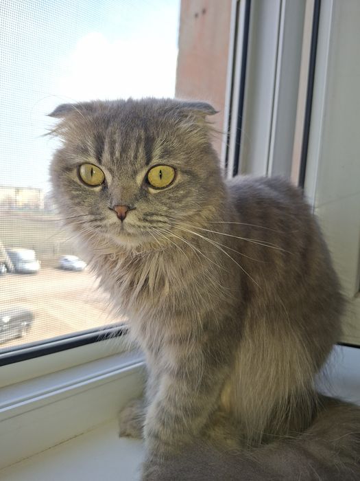 Отдам в добрые руки