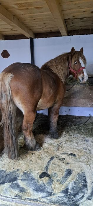 Armăsari de vânzare  !!!