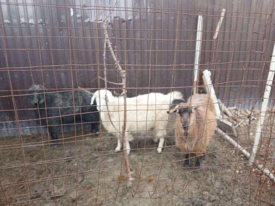 Семіз ешкілер сатылады