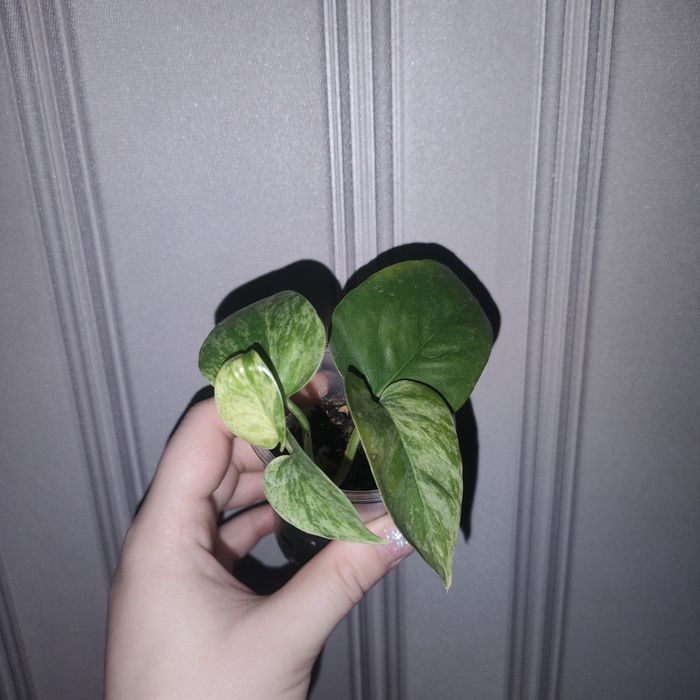 Цветы комнатные разные