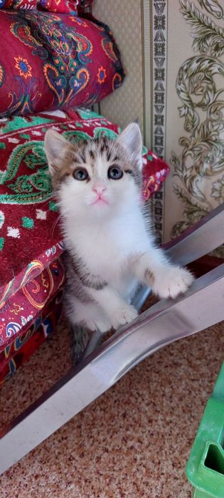 Мысыктын балдары