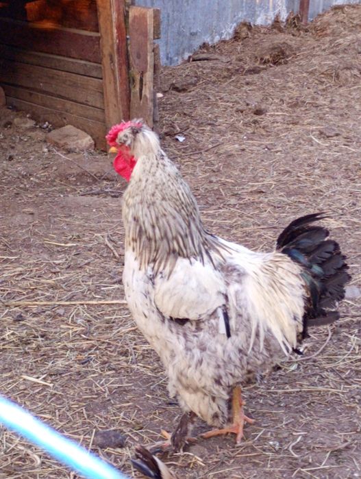 Vând cocoș australop albastru și moțat românesc