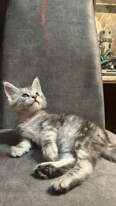 Мейн-Кун котята!