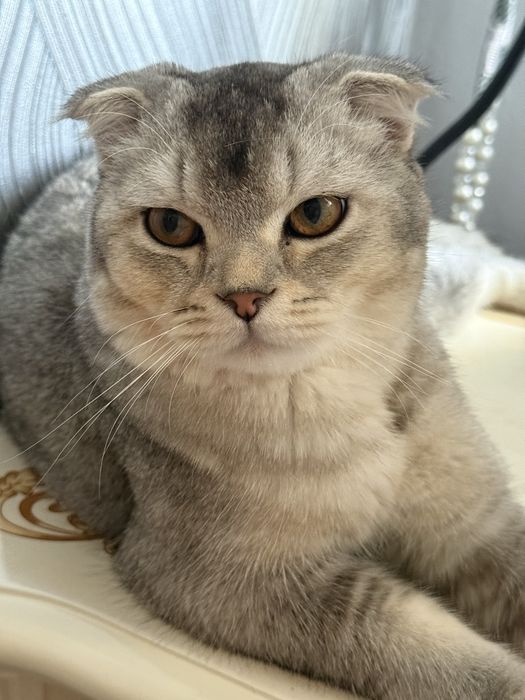 Срочно продается кот Скоттиш Фолд