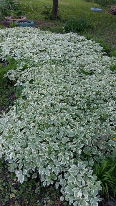 Сныть, рудбекия - черноглазая красавица.